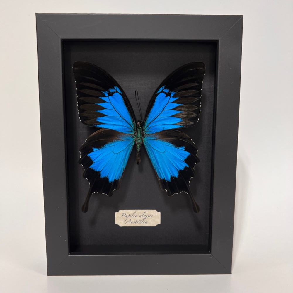 Real Framed exotic Papilio ulysses 🦋